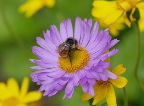 Bee 350
