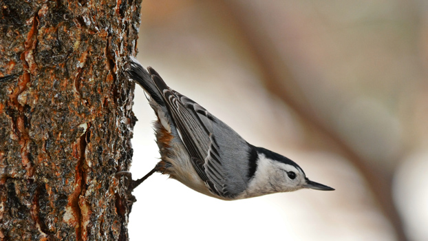 Nuthatch1 350